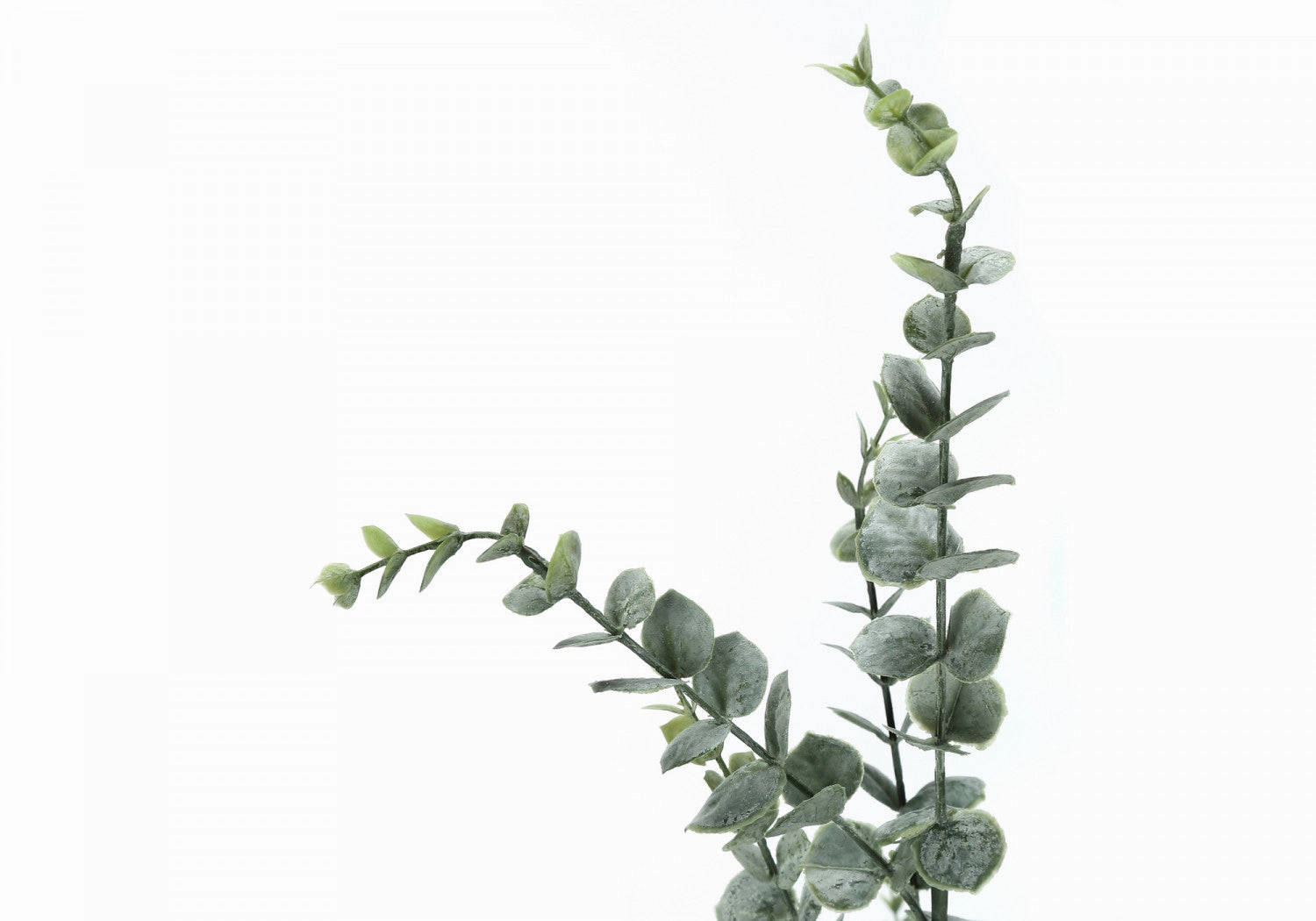 44" Eucalyptus Plant With 5" Black Pot - Green