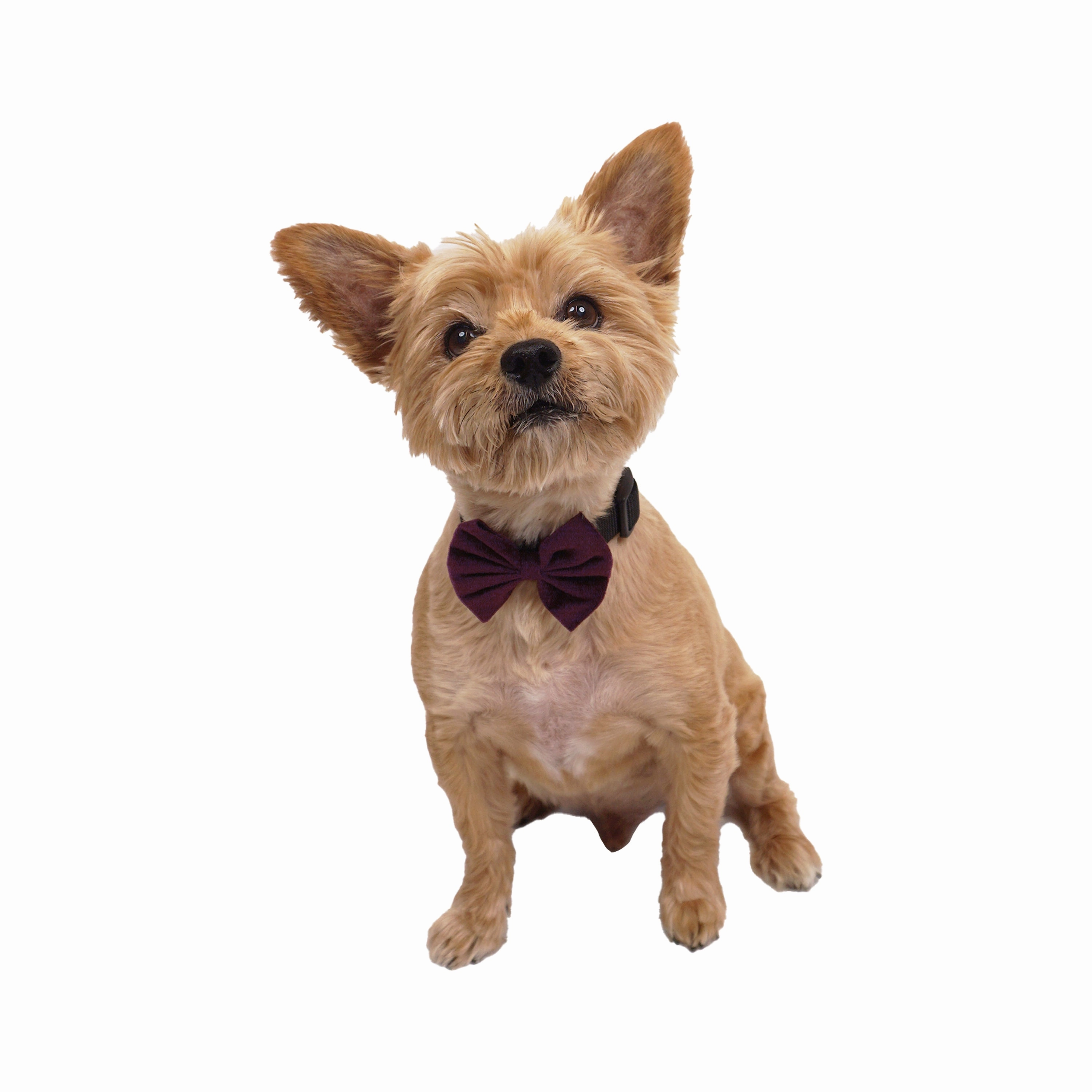 Celebrations Velour Bow Hair Tie & Collar Slider Set